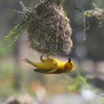 The Weaver Bird, Peacock, and the Strategies of Human Attraction
