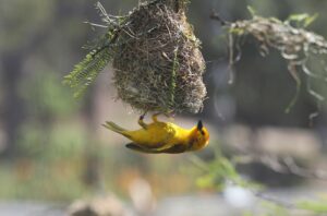 Read more about the article The Weaver Bird, Peacock, and the Strategies of Human Attraction