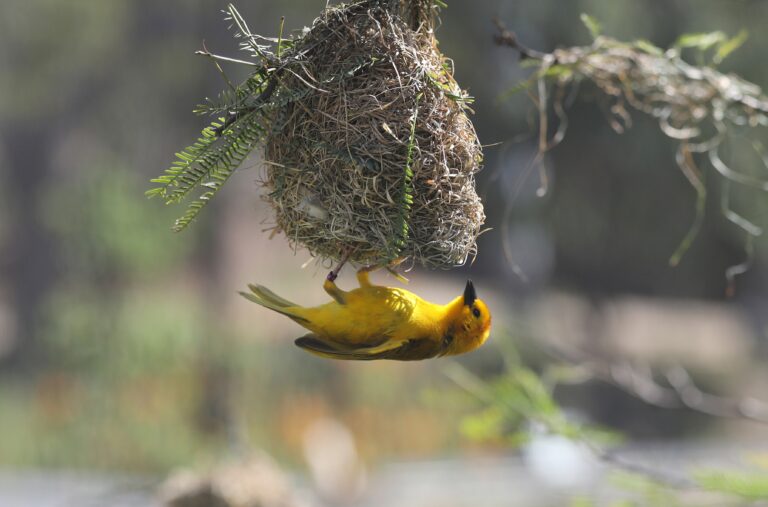 The Weaver Bird, Peacock, and the Strategies of Human Attraction